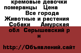 кремовые девочки померанцы › Цена ­ 30 000 - Все города Животные и растения » Собаки   . Амурская обл.,Серышевский р-н